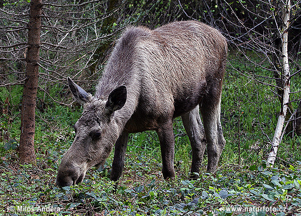 Los mokraďový (Alces alces)