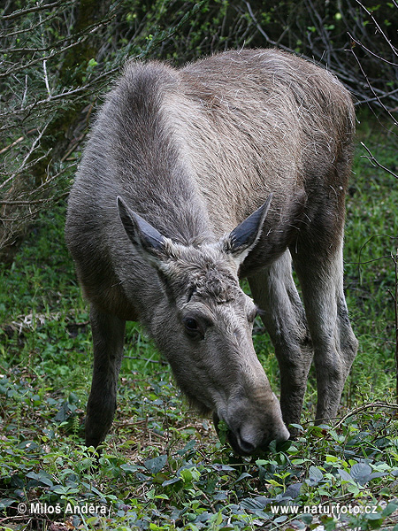 Los mokraďový (Alces alces)