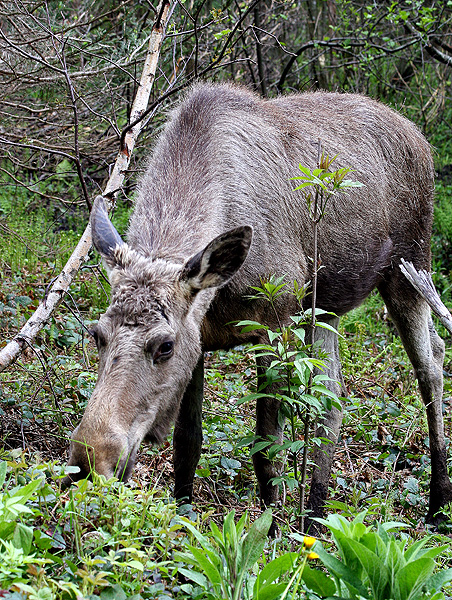 Los mokraďový (Alces alces)