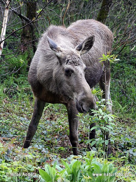 Los mokraďový (Alces alces)