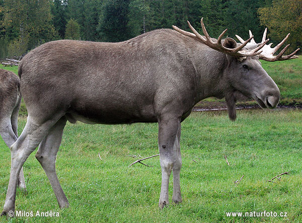 Los mokraďový (Alces alces)