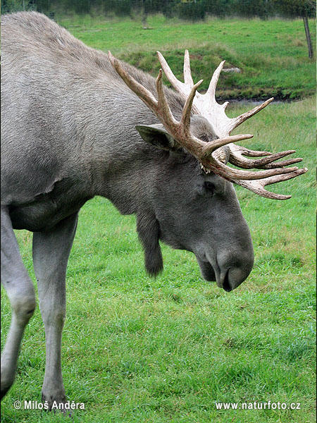 Los mokraďový (Alces alces)