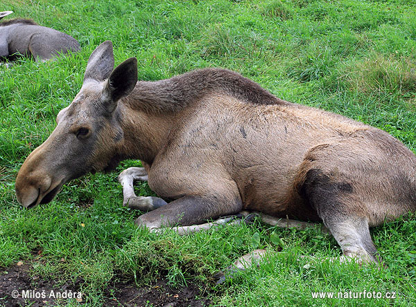 Los mokraďový (Alces alces)