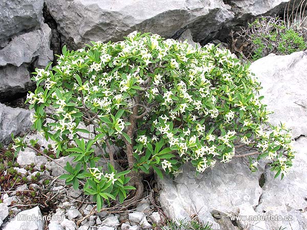 Lýkovec olejový (Daphne oleoides)