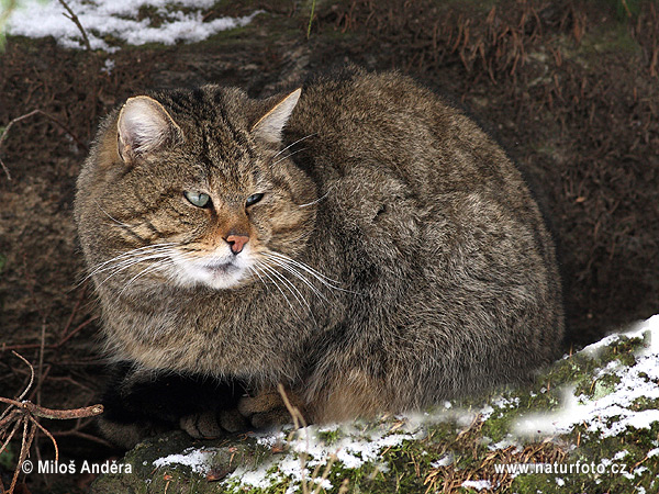 Mačka divá (Felis silvestris)