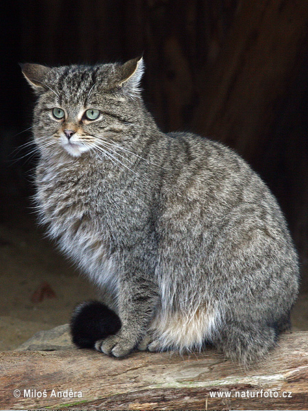 Mačka divá (Felis silvestris)