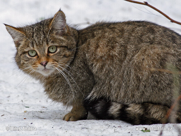 Mačka divá (Felis silvestris)