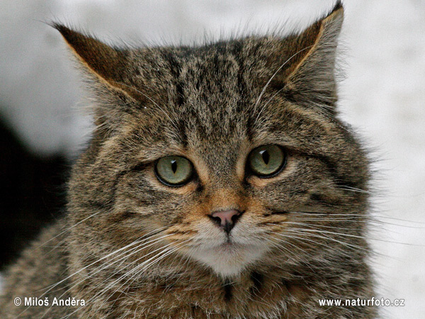 Mačka divá (Felis silvestris)