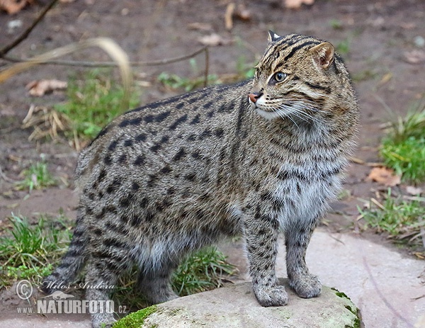 Mačka rybárska (Prionailurus viverrinus)