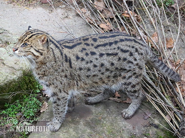 Mačka rybárska (Prionailurus viverrinus)