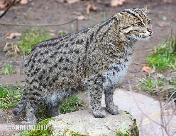 Mačka rybárska (Prionailurus viverrinus)