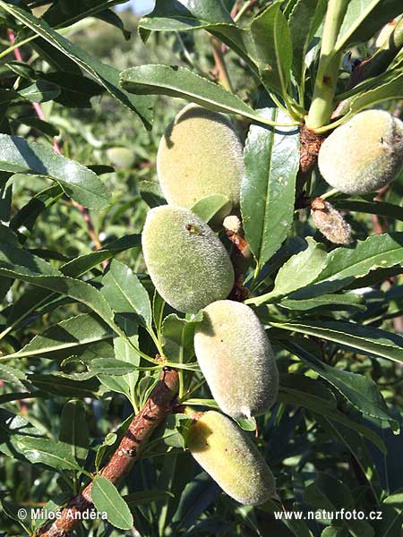 Mandľa obyčajná (Prunus dulcis)