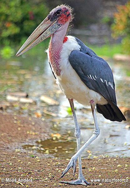 Marabu africký (Leptoptilos crumeniferus)