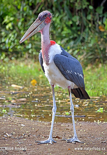 Marabu africký (Leptoptilos crumeniferus)