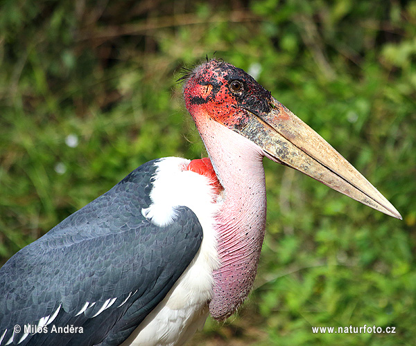 Marabu africký (Leptoptilos crumeniferus)