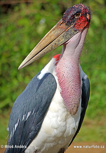 Marabu africký (Leptoptilos crumeniferus)