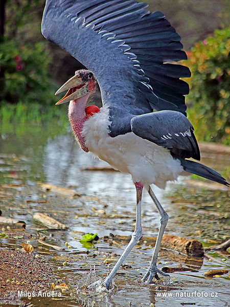 Marabu africký (Leptoptilos crumeniferus)