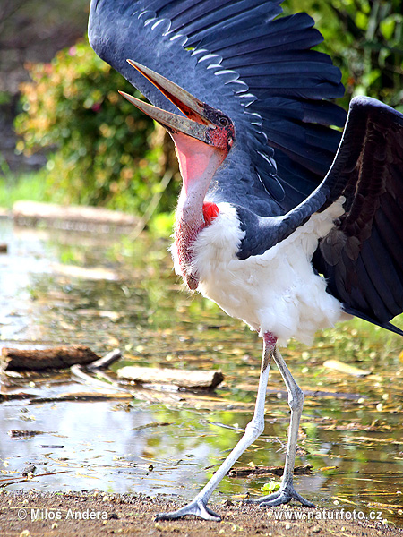 Marabu africký (Leptoptilos crumeniferus)