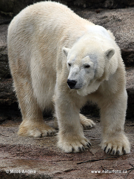 Medveď biely (Ursus maritimus)