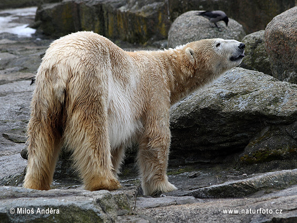 Medveď biely (Ursus maritimus)