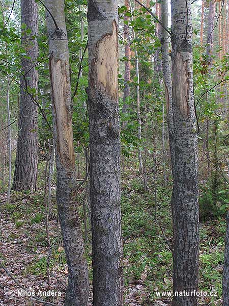 Medveď hnedý (Ursus arctos)