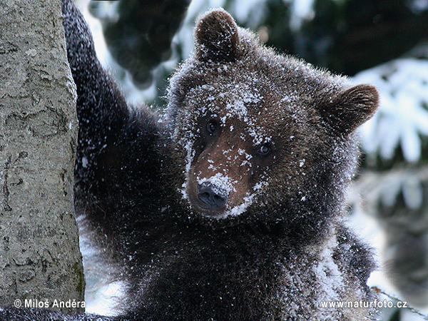 Medveď hnedý (Ursus arctos)