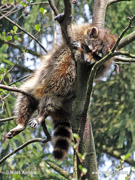 Medvedík čistotný (Procyon lotor)