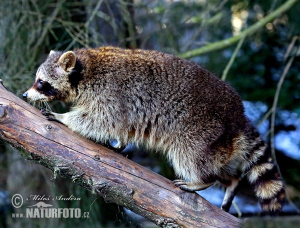 Medvedík čistotný (Procyon lotor)