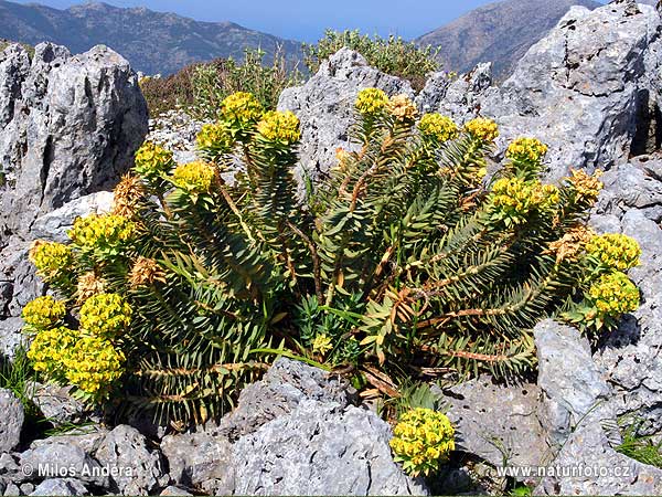 Mliečnik myrtovitý (Euphorbia myrsinites)