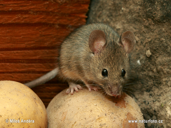 Myš domácí (Mus musculus)