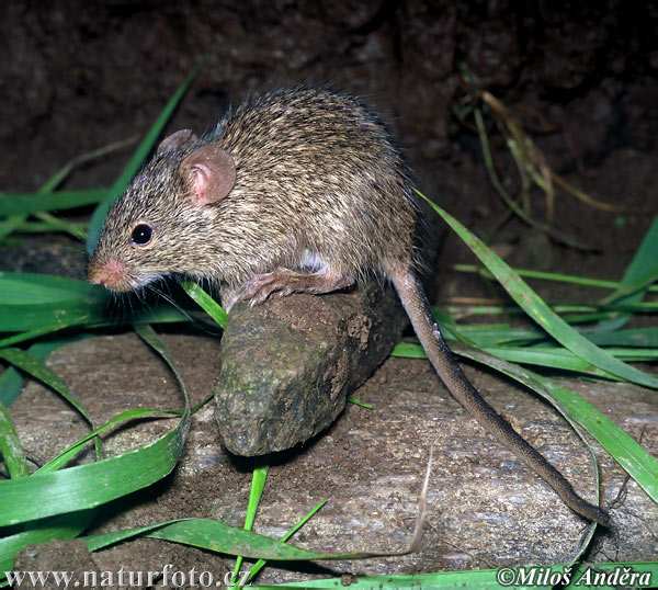 Myš nílska (Arvicanthis niloticus)