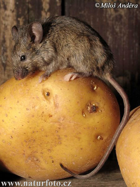 Myš západoevropská (Mus musculus domesticus)
