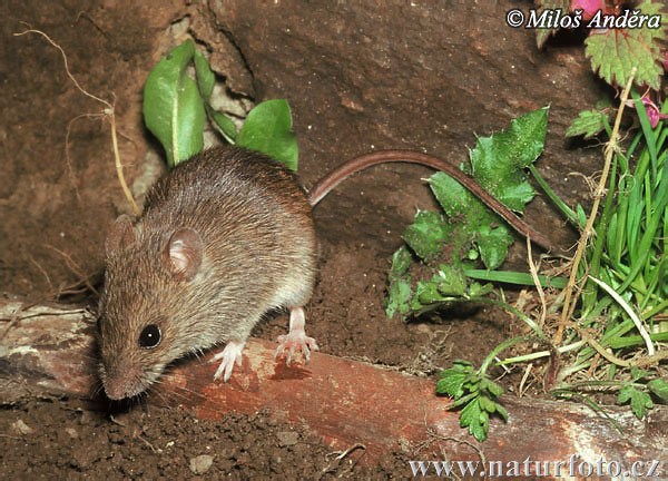 Myšice malooká (Apodemus uralensis)