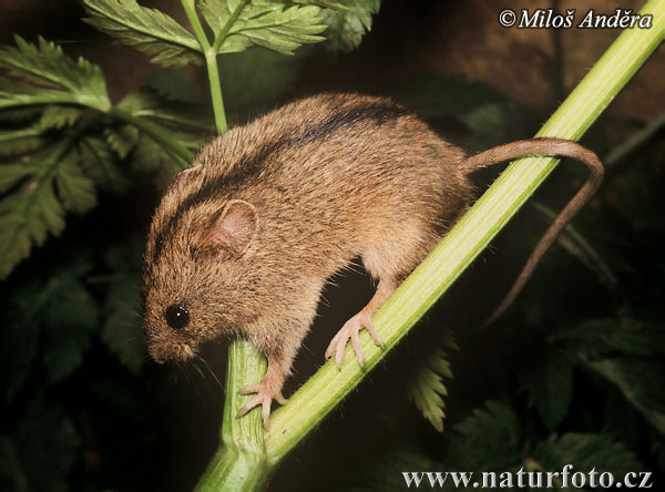 Myšivka horská (Sicista betulina)