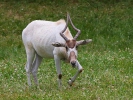 Adax (Addax nasomaculatus)