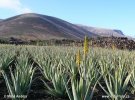 Aloe pravá, plantáž