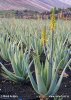 Aloe pravá (Aloe vera)