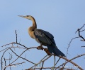 Anhinga africká (Anhinga rufa)