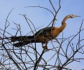 Anhinga africká