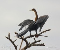 Anhinga červená