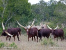 Ankole (Wattussi)