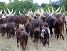 Ankole (Wattussi)