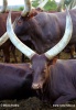 Ankole (Wattussi)