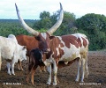 Ankole (Wattussi)