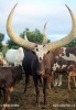 Ankole (Wattussi)