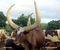 Ankole (Wattussi)