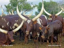 Ankole (Wattussi)