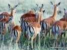 Antilopa Impala