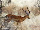 Antilopa Impala