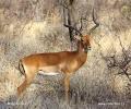 Antilopa Impala